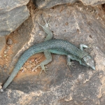 lézard vert