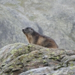 marmotte-2