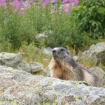 marmotte-3