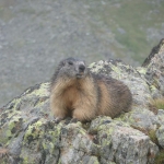 marmotte-4