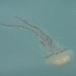 méduse-3