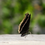 papillon doré