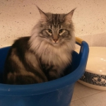 au bain