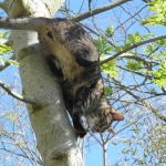 avant le grand saut