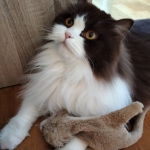 chasse au lion
