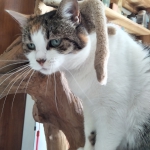 chasseuse