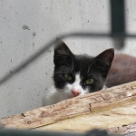 chat madérien