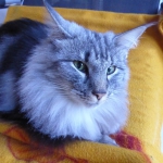 coiffée