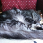 sieste