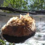 en suspension