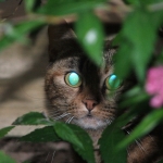 eyes
