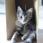 in the box