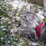neige