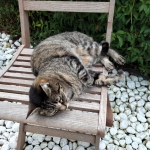 on the chair