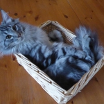 quoi ?