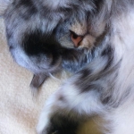 patoune