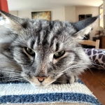 petit lynx