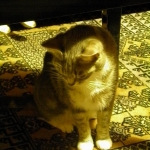 Pixel