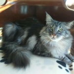 princesse