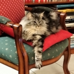princesse