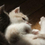 tendresse douillette