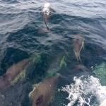 dauphins 2