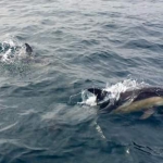 dauphins 3