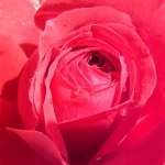 coeur de rose