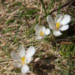 crocus sauvages