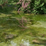 un air de Giverny