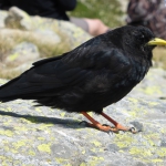 corvidé