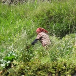 au jardin