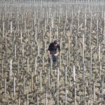 vendanges